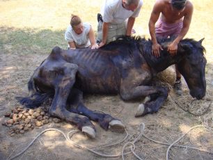 Κέρκυρα: Άλογο σκελετωμένο σε άθλια κατάσταση δεμένο σ’ ένα χωράφι